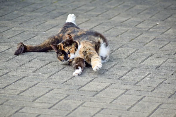 Primo Piano Adorabile Gatto Calico All Aperto Durante Giorno — Foto Stock