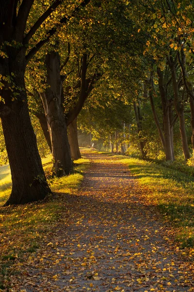 Vertikal Bild Vacker Höstpark — Stockfoto