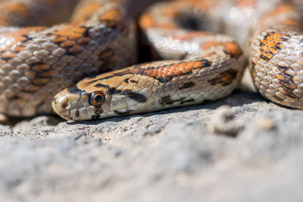 Close Macro Shot Face Head Adult Leopeard Snake European Ratsnake — Stock Photo, Image