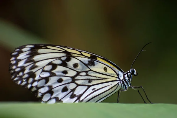 Een Verbazingwekkende Opname Van Een Prachtige Vlinder Een Blad — Stockfoto