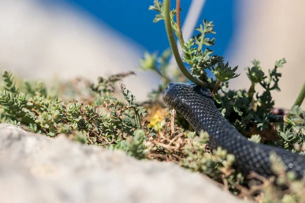 Una Serpiente Látigo Occidental Negra Adulta Hierophis Viridiflavus Deslizándose Sobre —  Fotos de Stock