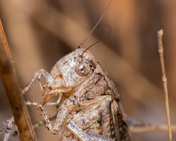 Closeup Shot Grasshopper Blurred Background — Stock Photo, Image