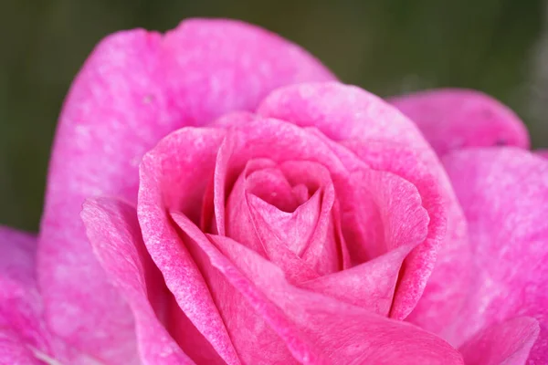 Zbliżenie Różowej Róży Polu Pod Słońcem Rozmytym Tłem — Zdjęcie stockowe