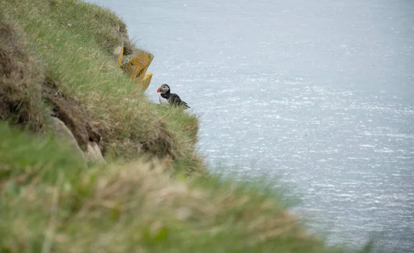 Krásný Záběr Atlantického Puffinu Ostrově — Stock fotografie