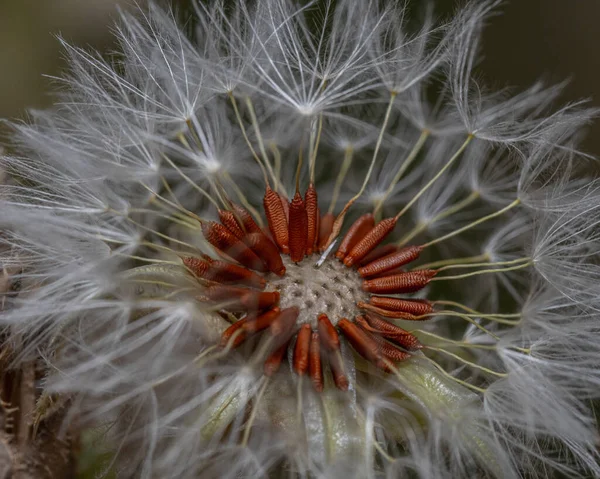 タンポポの花のクローズアップショット — ストック写真