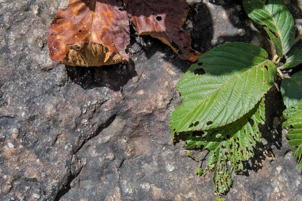 Brown Green Leaves Rock — Stock Photo, Image