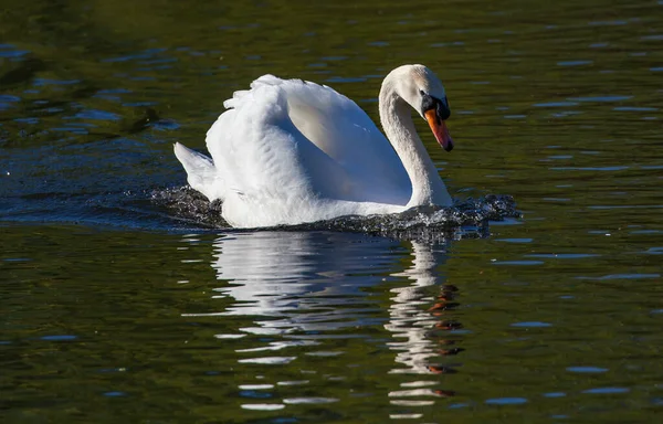 Nahaufnahme Eines Weißen Schwans Der Bei Tageslicht Einem Teich Schwimmt — Stockfoto