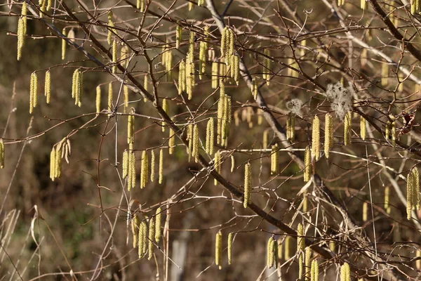 Gros Plan Boucles Oreilles Jaunes Aulne Début Printemps — Photo