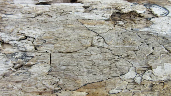 Gros Plan Détaillé Une Surface Bois Avec Fissures — Photo