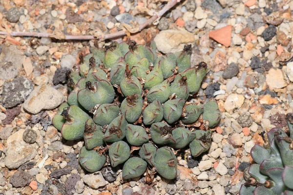 Primer Plano Plantas Suculentas Sobre Piedras — Foto de Stock