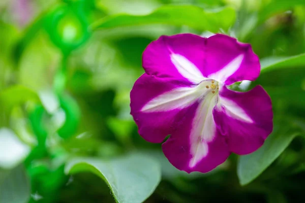 葉に白斑がある小さな紫色のペチュニアの選択的焦点ショット — ストック写真