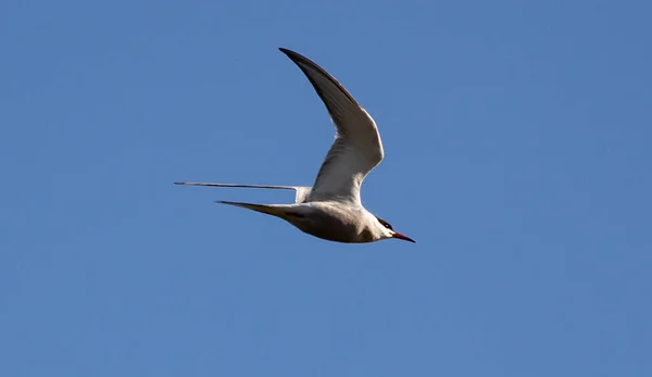 背景がぼやけて空を飛ぶ鳥 — ストック写真