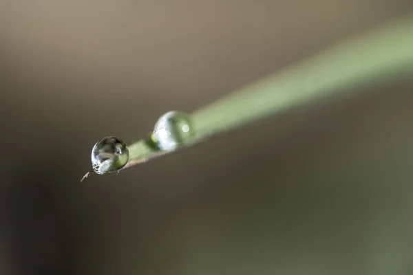 Selective Focus Shot Two Dewdrops Leaf — Stock Photo, Image
