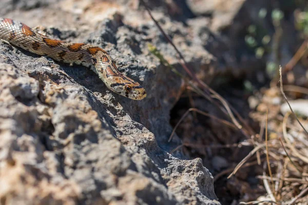 Close Tiro Uma Cobra Leopardo Adulto Ratsnake Europeu Situla Zamenis — Fotografia de Stock