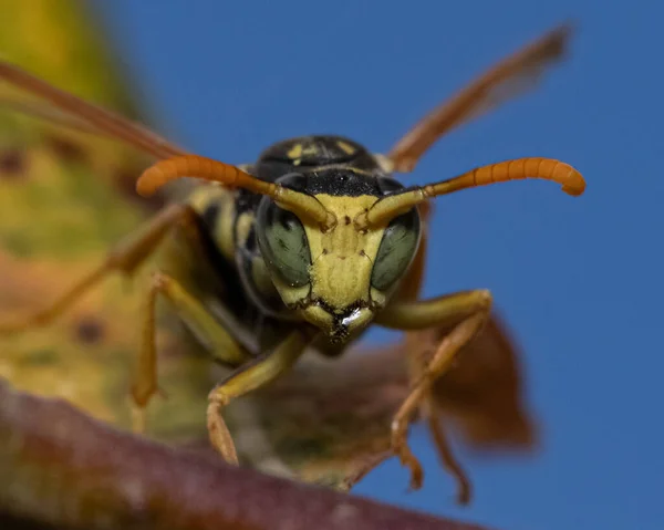 Closeup Shot Grasshopper Plants — Stock Photo, Image