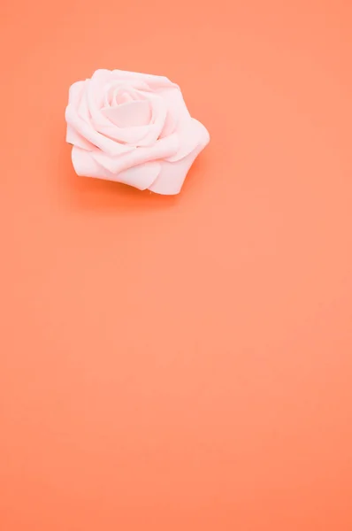 Vertikální Detailní Záběr Jedné Růžové Růže Izolované Korálovém Pozadí Kopírovacím — Stock fotografie