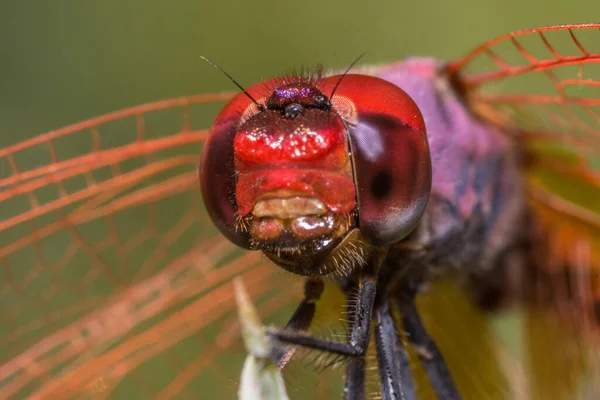 Selective Focus Shot Dragonfly Red Head — Stock Photo, Image