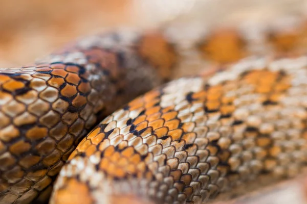 Primer Plano Macroplano Las Escamas Una Serpiente Leopea Adulta Serpiente —  Fotos de Stock