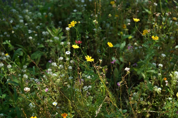 Die Kleinen Blumen Auf Einem Grasbedeckten Feld — Stockfoto