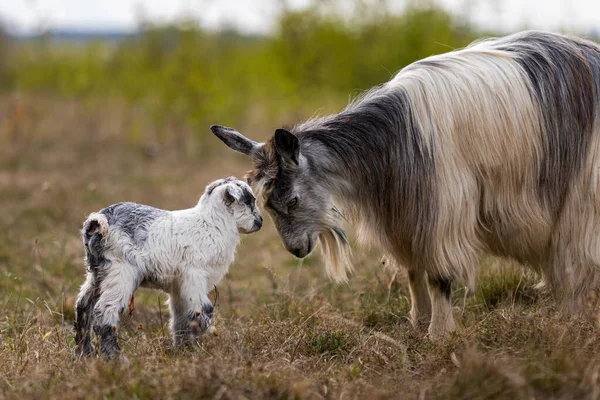 Adorable Goats Field Rural Area — Stock Photo, Image