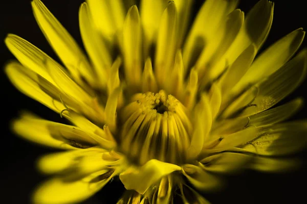Макроснимок Жёлтого Одуванчика — стоковое фото