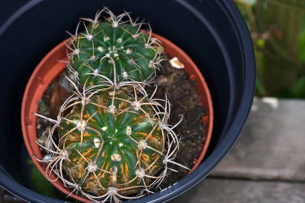 Plan Angle Élevé Petits Cactus Pot Dans Jardin Sous Lumière — Photo