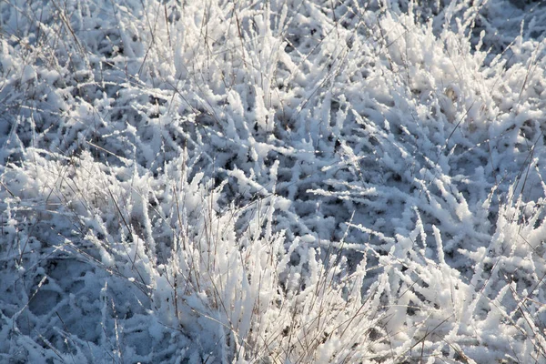 Primer Plano Heladas Invierno —  Fotos de Stock