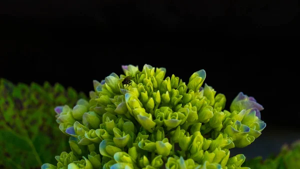 Gros Plan Une Mouche Sur Fleur Ortensia — Photo