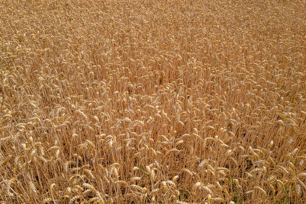 Närbild Ett Vetefält Solljuset Essex Storbritannien — Stockfoto