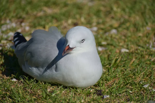 Närbild Mås Gräsbevuxen Mark Dagsljus — Stockfoto