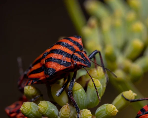 Een Close Shot Van Een Stinkende Wants Met Strepen Een — Stockfoto