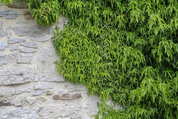 Πράσινα Φύλλα Των Άγριων Σταφυλιών Ύφανση Έναν Πέτρινο Τοίχο — Φωτογραφία Αρχείου