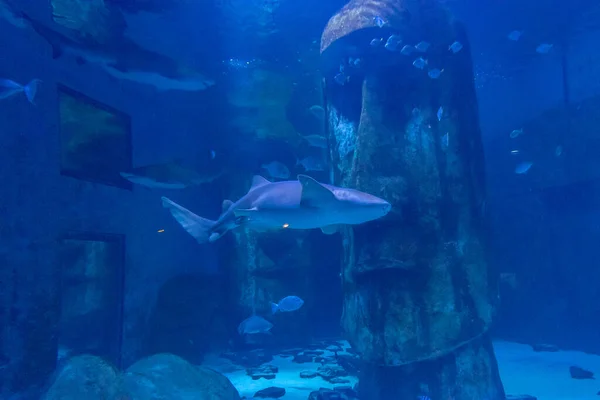 Closeup Tiger Shark Swimming Aquarium — Stock Photo, Image