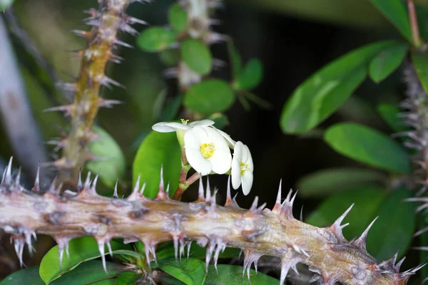 Foco Suave Flores Amarelas Euforbia Caule Espinhoso — Fotografia de Stock