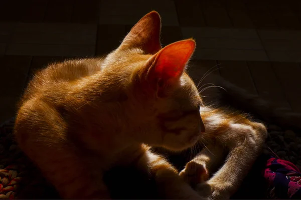 Egy Közeli Kép Egy Narancssárga Cornish Rex Macskáról Egy Takarón — Stock Fotó