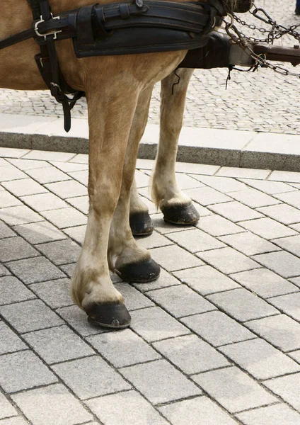 Tiro Vertical Patas Caballo Camino Ladrillo — Foto de Stock