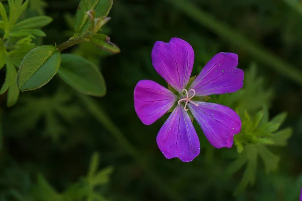 Närbild Bild Vilda Blommor Suddig Grön Äng Bakgrund — Stockfoto