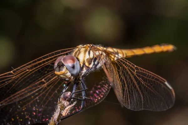Eine Selektive Fokusaufnahme Einer Niedlichen Libelle — Stockfoto