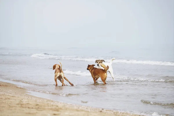 Μια Ομάδα Σκύλων Στην Παραλία — Φωτογραφία Αρχείου