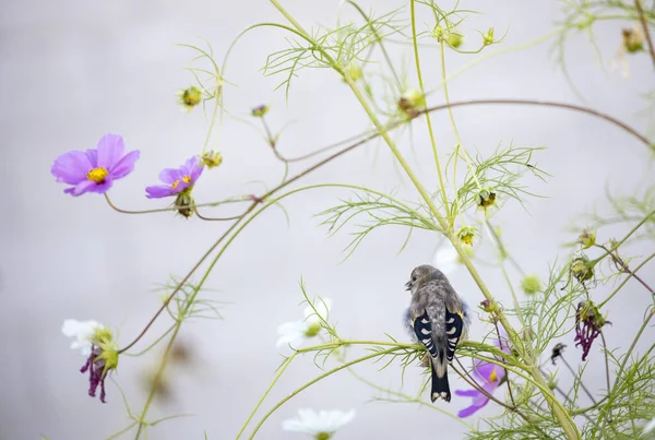 Eine Bewundernswerte Aufnahme Eines Vogels Der Auf Einer Blühenden Pflanze — Stockfoto