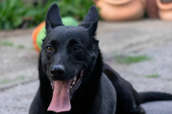 Selektywne Ujęcie Czarnego Psa Otwartymi Ustami Patrzącego Prosto — Zdjęcie stockowe