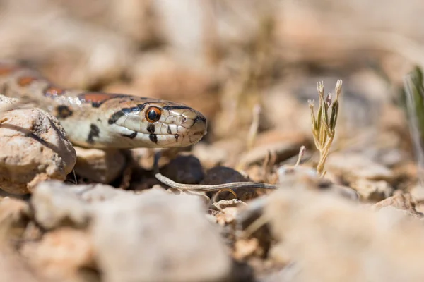マルタ諸島では 大人のヒョウヘビやヨーロッパのラットスネーク ザメニスのシトラ 固有ヘビ種の顔と頭のマクロショットを閉じます — ストック写真