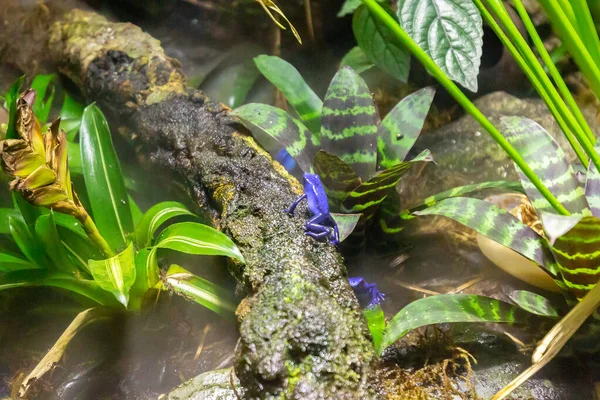 Closeup Blue Poison Dart Frogs Aquarium — Stock Photo, Image