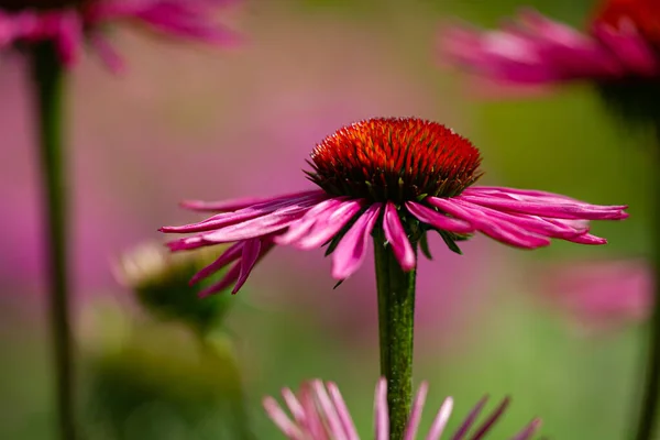 Primer Plano Una Flor Conejo Púrpura —  Fotos de Stock