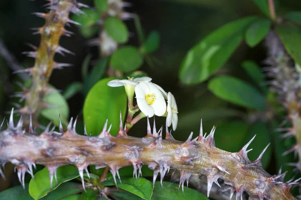 Tiro Foco Seletivo Uma Planta Exótica — Fotografia de Stock