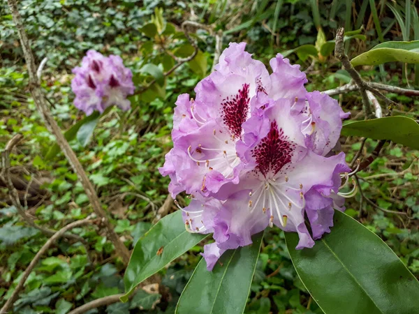 Belo Tiro Flor Uma Planta Chamada Rhododendron — Fotografia de Stock