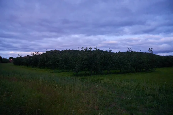 Stromy Poli Třpytí Pod Zataženou Oblohou — Stock fotografie
