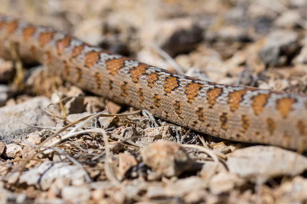 Közelkép Egy Kifejlett Leopárdkígyó Vagy Európai Patkánykígyó Máltai Szigeteken Élő — Stock Fotó