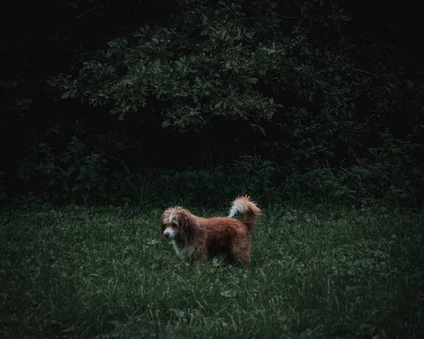 Den Fluffiga Förtjusande Hunden Går Parken — Stockfoto