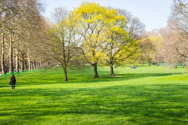 Una Bella Foto Parco Con Erba Verde Fresca Alberi Fiore — Foto Stock